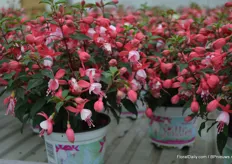 New in the Jollies are the Fuchsias with small flowers. “We already have a good assortment of big flowers and we are now expanding our assortment with these more compact, smaller and early flowering and good branching varieties.” Hubert Brandkamp says.